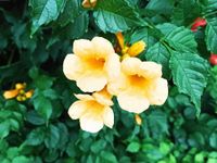 Milin amerykański FLAVA (Campsis) w doniczkach P9, 30-40 cm