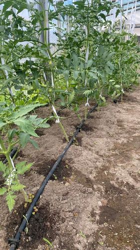 LINIA KROPLUJĄCA WĄŻ KROPLUJĄCY DO OGRODU Pocący Nawadnianie 100m Fi16 na Arena.pl