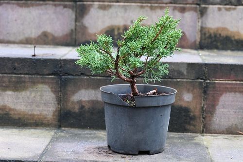 Jałowiec chiński Shimpaku - Juniperus chinensis 0065 na Arena.pl