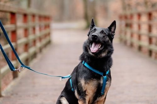 Lekkie Szelki dla Dużego Psa GUARD Bezuciskowe Regulowane Solidne Mocne r.L na Arena.pl