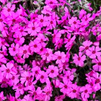 Floks szydlasty 'Goldiphlox Cherry' Różowy, Płomyk (Phlox subulata)