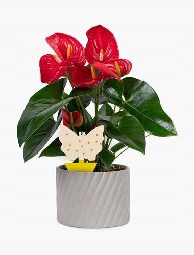 KLEISTE ARKUSZE LEP NA MSZYCE WCIORNIASTKI MĄCZNIAKI MUCHY INNE SZKODNIKI na Arena.pl