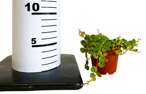 Peperomia 8 cm na Arena.pl