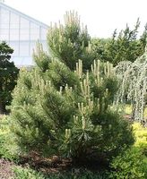 Sosna Czarna SADZONKI 10-30 cm Pinus Nigra Szkółkowane