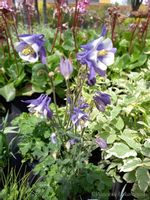 Orlik niski mix sadzonka bylina skalniak