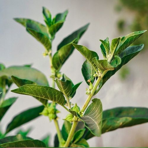 ASHWAGANDHA KSM-66 200mg -120 kapsułek PAMIĘĆ, RELAKS, SEN, ADAPTOGEN na Arena.pl