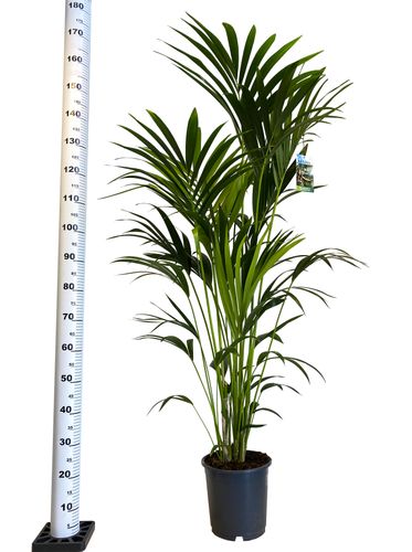 PALMA KENTIA (Kencja, Howea) 160 cm na Arena.pl