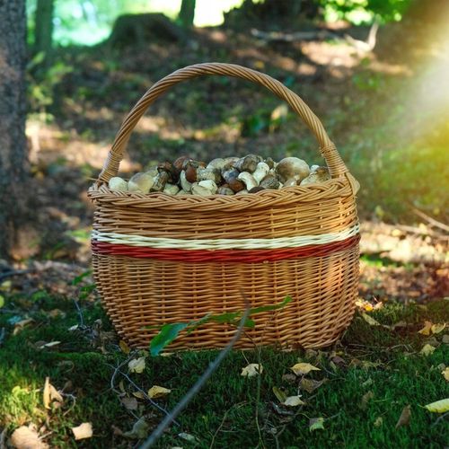 KOSZ WIKLINOWY KOSZYK NA GRZYBY ZAKUPY PIKNIK OWOCE Z WIKLINY DUŻY EKO na Arena.pl
