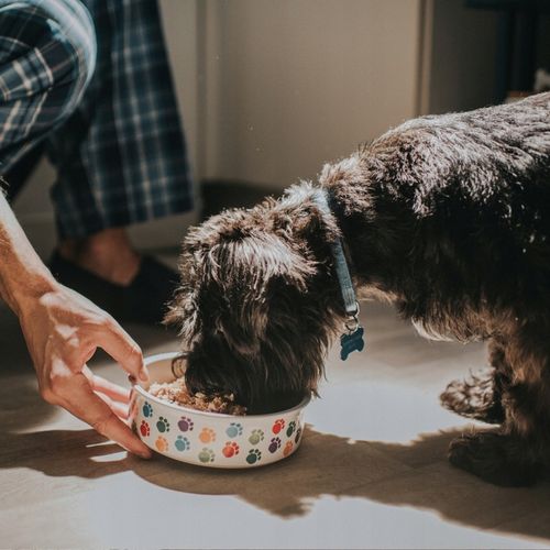 Butchers karma mokra dla psa wołowina 400g x 10 na Arena.pl