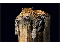 OBRAZ DZIKI KOT LAMPART