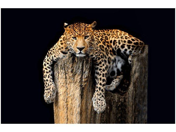 Obraz Dziki kot lampart zdjęcie 1