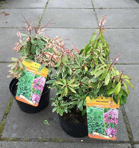Pieris Variegata Rose C2 E na Arena.pl