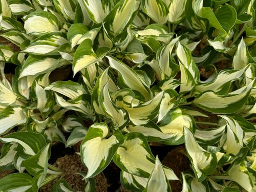 Funkia Hosta 'Fire and Ice'  Biało Zielone Liście Doniczka 2.0L na Arena.pl