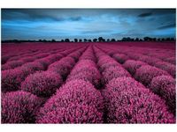 OBRAZ LAWENDOWY NCUSKI KRAJOBRAZ