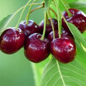 Wiśnia ŁUTÓWKA smaczne owoce STARA ODMIANA