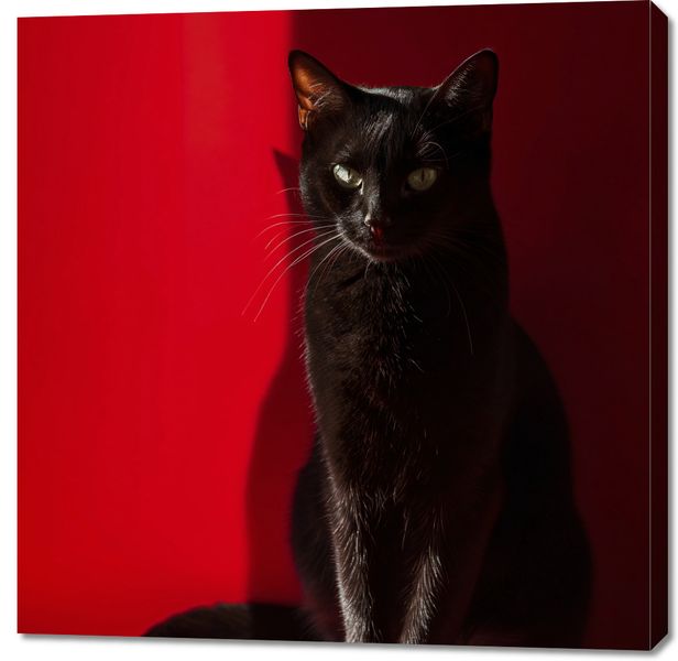 Obraz 100x100cm Elegancja w Cieniu zdjęcie 1