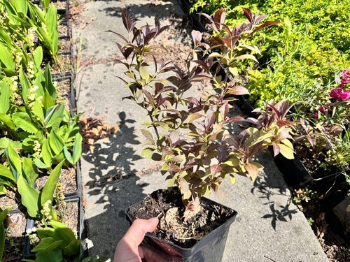 Krzewuszka cudowna 'Minor Black' (Weigela) Karłowata, miniaturka, Poj. 2.0L na Arena.pl