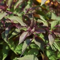 Sadziec pomarszczony 'Chocolate' (Eupatorium rugosum)  Wabi Motyle 2.0L