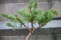 Jałowiec chiński Shimpaku - Juniperus chinensis 0051