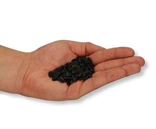 CZARNY SŁONECZNIK ZIARNO POKARM DLA PTAKÓW 5KG ZDROWY I POŻYWNY NA ZIMĘ na Arena.pl