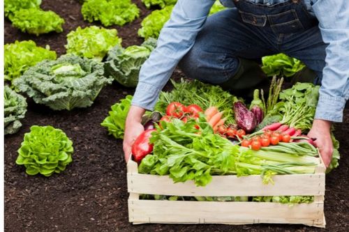 SZKLARNIA OGRODOWA POLIWĘGLAN DOMEK 1,9x1,95m 3,61m2 OCHRONA UV na Arena.pl