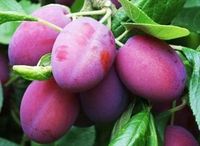 ŚLIWA DIANNA lipcowa wczesna - sadzonki 90 / 140 cm