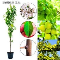 Śliwa Renkloda Zielona jasnozielone owoce 180-220 cm