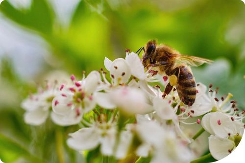 MOSPILAN 20SP 40G ŚRODEK PREPARAT OWADOBÓJCZY NA MSZYCĘ ĆMĘ SZKODNIKI na Arena.pl