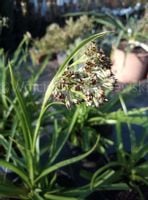 Kosmatka leśna zawsze zielona nad oczko wodne