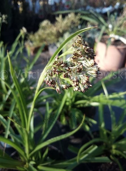 Kosmatka leśna zawsze zielona nad oczko wodne zdjęcie 1