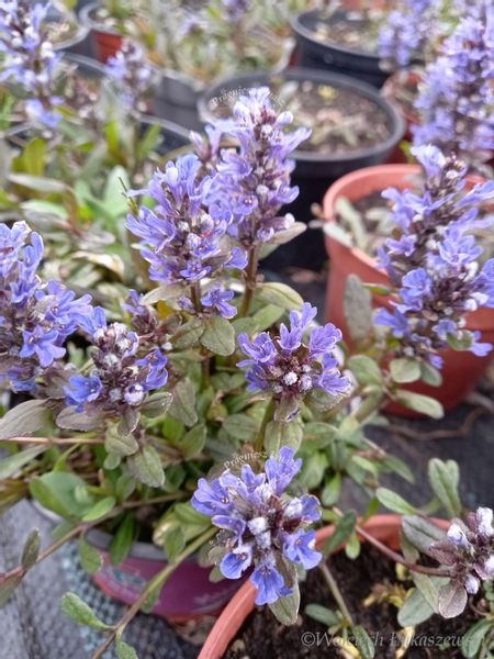 Dąbrówka rozłogowa wąskolistna rabata bylina zdjęcie 2