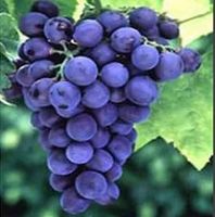 WINOGRON szczepiony granatowy - sadzonki 60 / 80 cm