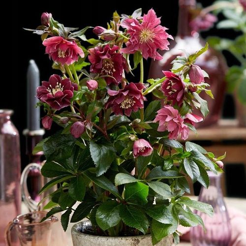 CIEMIERNIK DOUBLE ELLEN RED KWITNIE CAŁĄ ZIMĘ - SADZONKA P11/1 LITR na Arena.pl