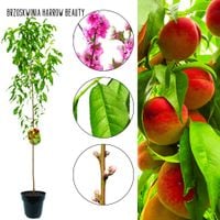 Brzoskwinia Harrow Beauty do ciast i deserów 100-150 cm