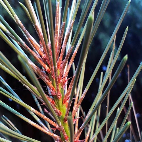 Obraz na płótnie – Canvas, sosnowe igły 80x120 na Arena.pl