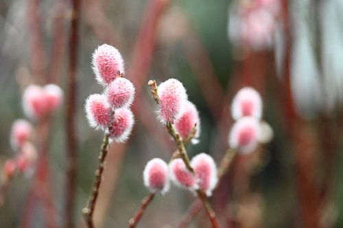 Wierzba smukłoszyjkowa Mt Aso - Salix gracillistyla na Arena.pl