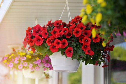 florovit pro nat.obor.5l kurzy na Arena.pl