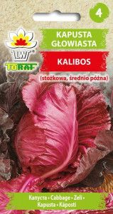 Kapusta głowiasta czerwona Kalibos średnio póżna stożkowa zdjęcie 5