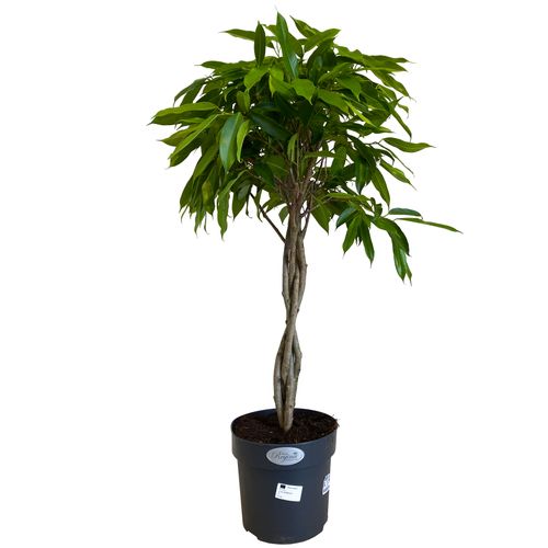 FIKUS (FICUS) AMSTEL KING 100 cm na Arena.pl