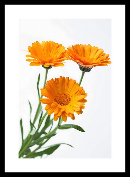 Plakat 20x30cm Słoneczne Kalendule zdjęcie 3