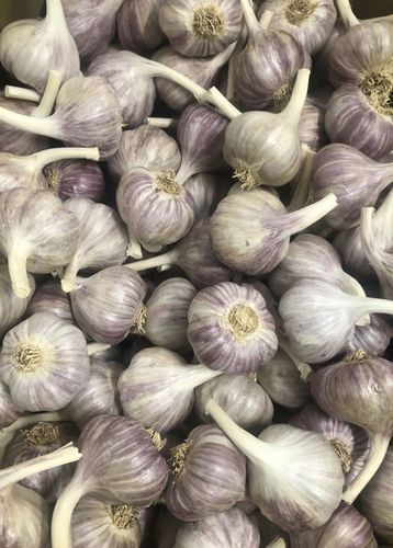 CZOSNEK ZIMOWY HARNAŚ 5,5CM – DUŻE ZĄBKI POLSKA JAKOŚĆ MOCNY PLON na Arena.pl