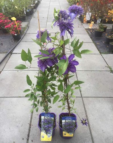Powojnik Clematis Multi Blue C2 E na Arena.pl