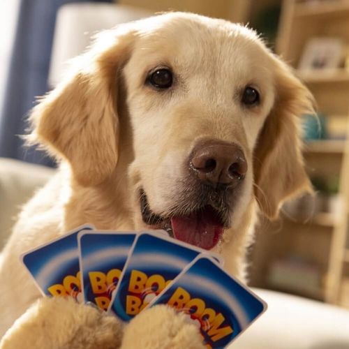 Boom Boom. Psiaki i kociaki na Arena.pl