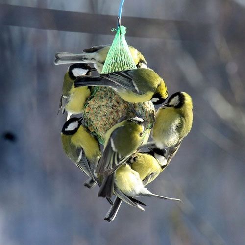 Kule tłuszczowe karma dla dzikich ptaków 100szt na Arena.pl