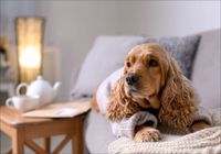 FOTOTAPETA widok pies do salonu pokoju na wymiar