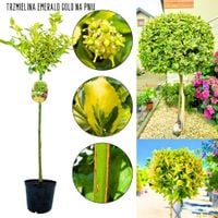 Trzmielina Emerald Gold zimozielona NA PNIU 60-90 cm