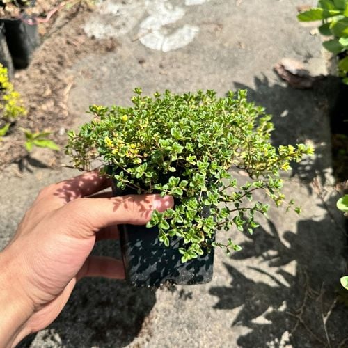 Macierzanka cytrynowa 'Doone Valley' (Thymus x citriodorus) P9 na Arena.pl