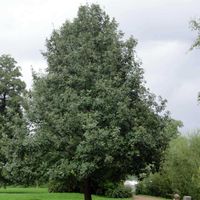 product-compare-63015895