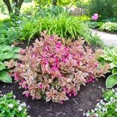 KRZEWUSZKA WEIGELA ALL SUMMER MONET KOLOROWA IMPRESJA