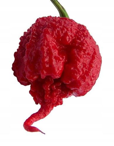 Papryka Carolina Reaper HP22B Red nasiona Zestaw do uprawy XXL Bardzo Ostra na Arena.pl